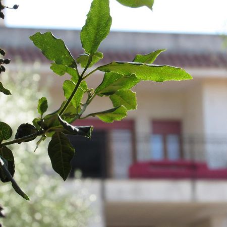 Villa Il Giovane Alloro มาร์ตินาฟรังกา ภายนอก รูปภาพ